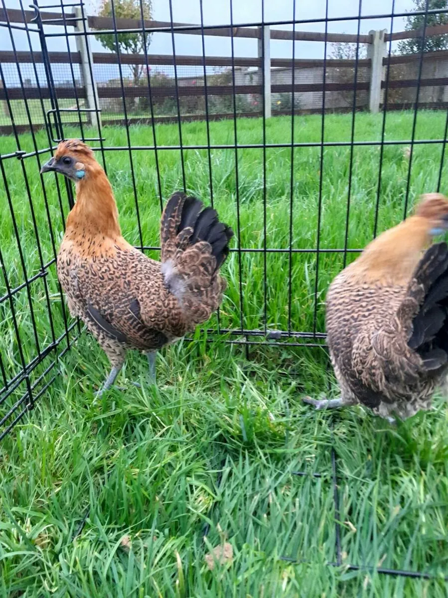 Silkie cross - Image 3