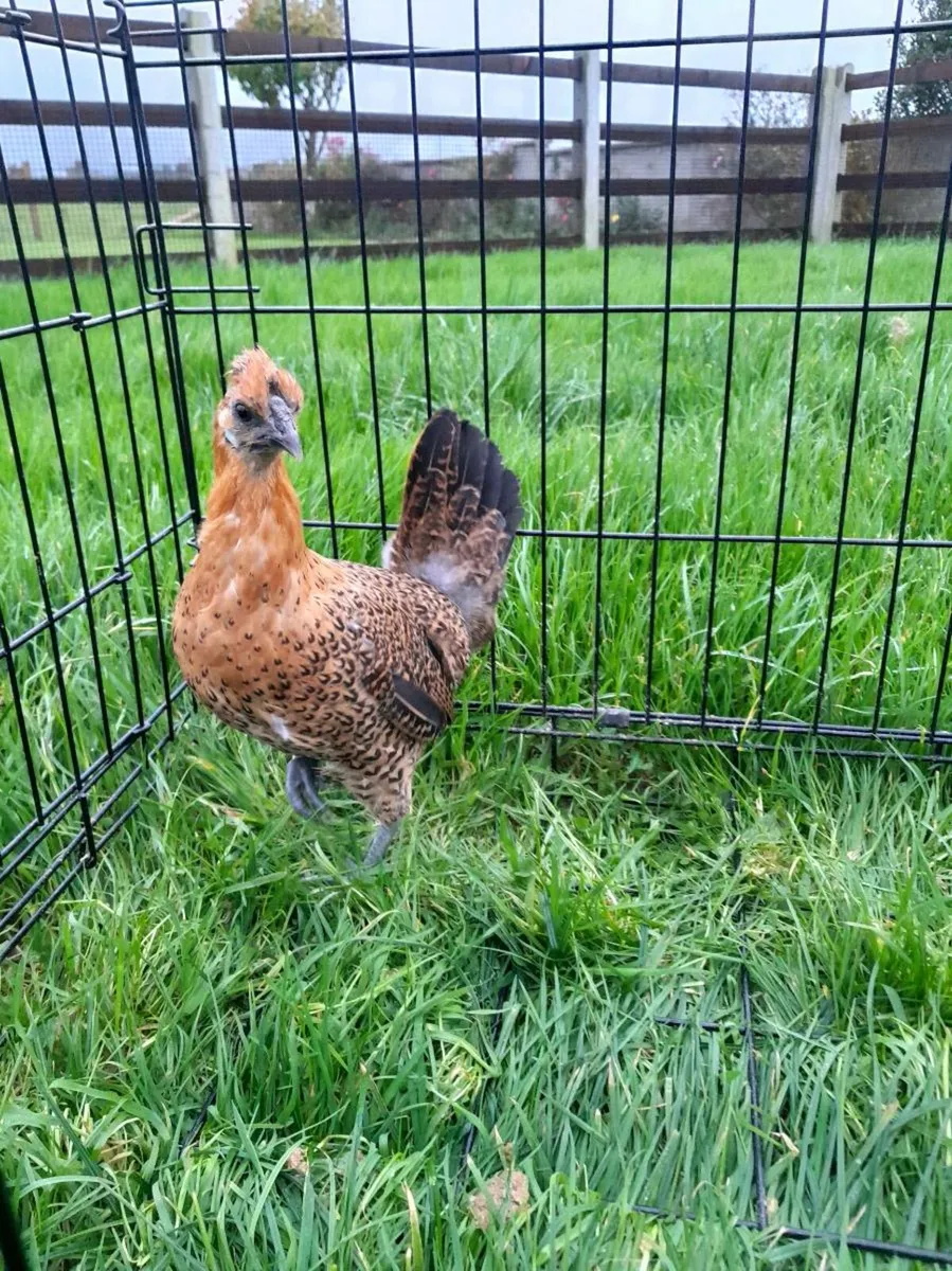 Silkie cross - Image 4