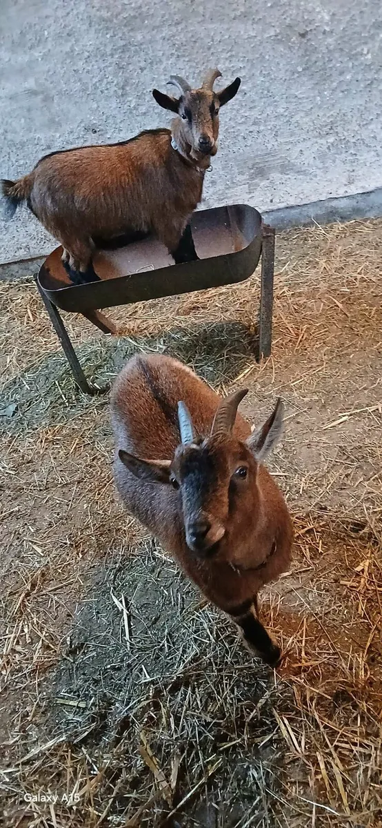 Pygmy goats - Image 1