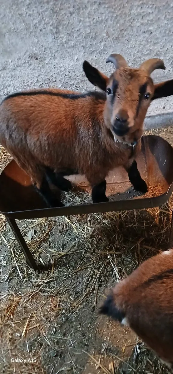 Pygmy goats - Image 2