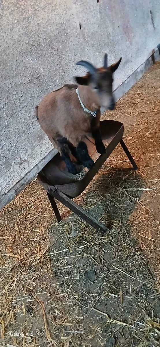 Pygmy goats - Image 3