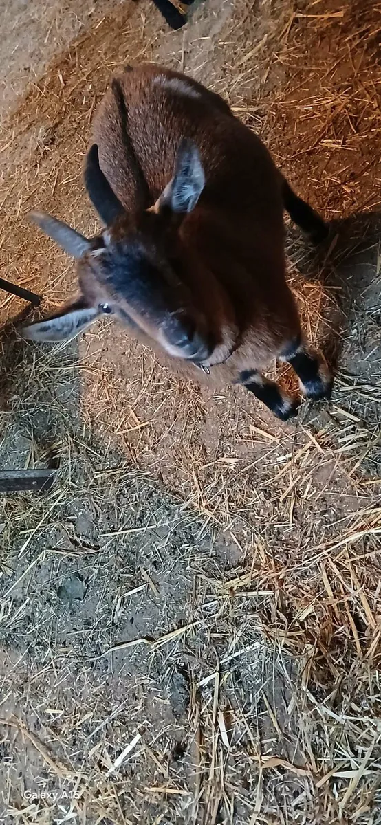 Pygmy goats - Image 4