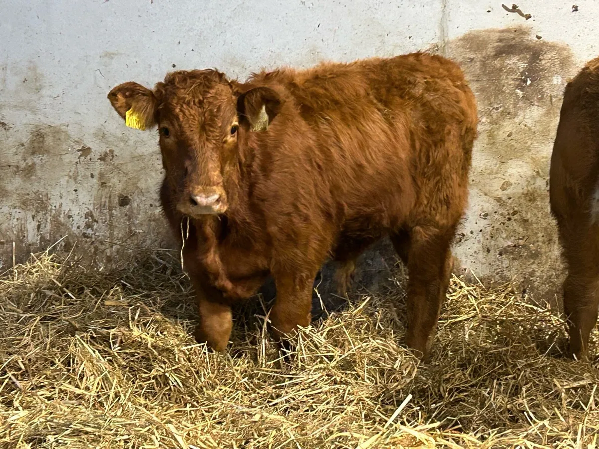5 smashing suckler breed bull weanlings - Image 2