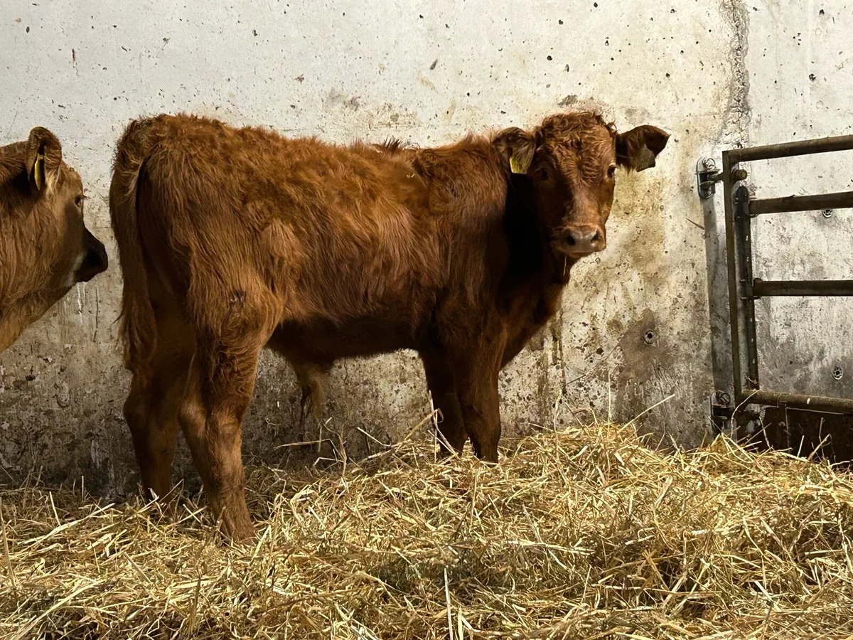 5 smashing suckler breed bull weanlings - Image 3