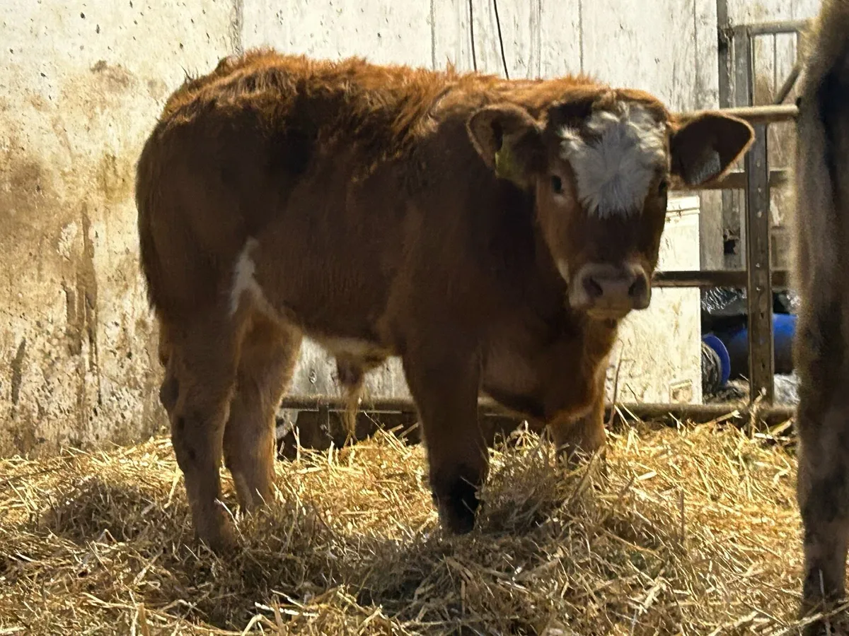 5 smashing suckler breed bull weanlings - Image 4