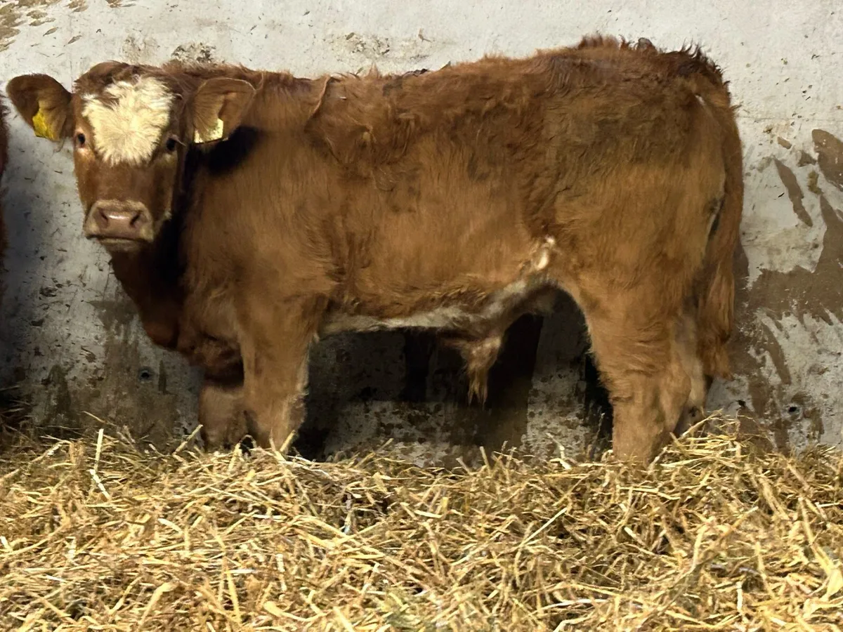 5 smashing suckler breed bull weanlings - Image 1