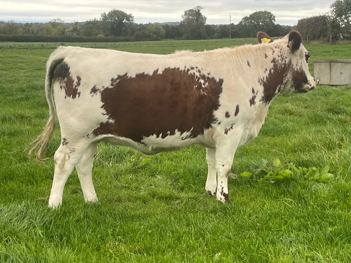 PBR Irish Moiled Heifer - Image 2