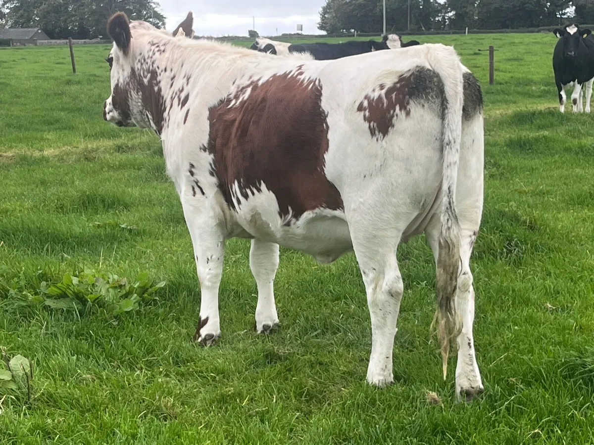 PBR Irish Moiled Heifer - Image 3