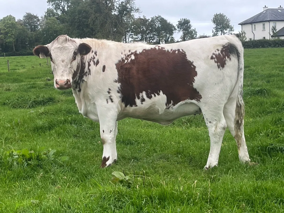 PBR Irish Moiled Heifer - Image 4