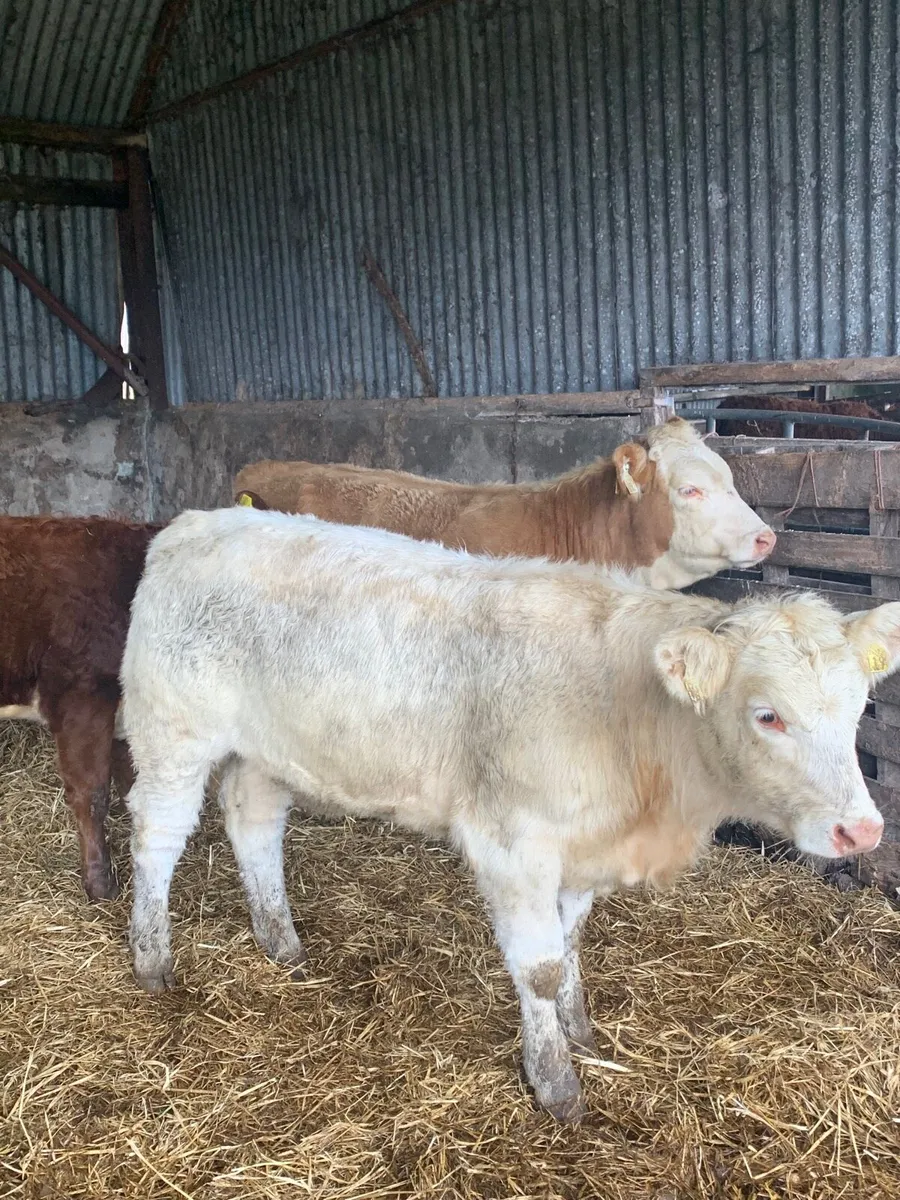 3 Lovely Quality LMX and Chx heifers  for sale - Image 1