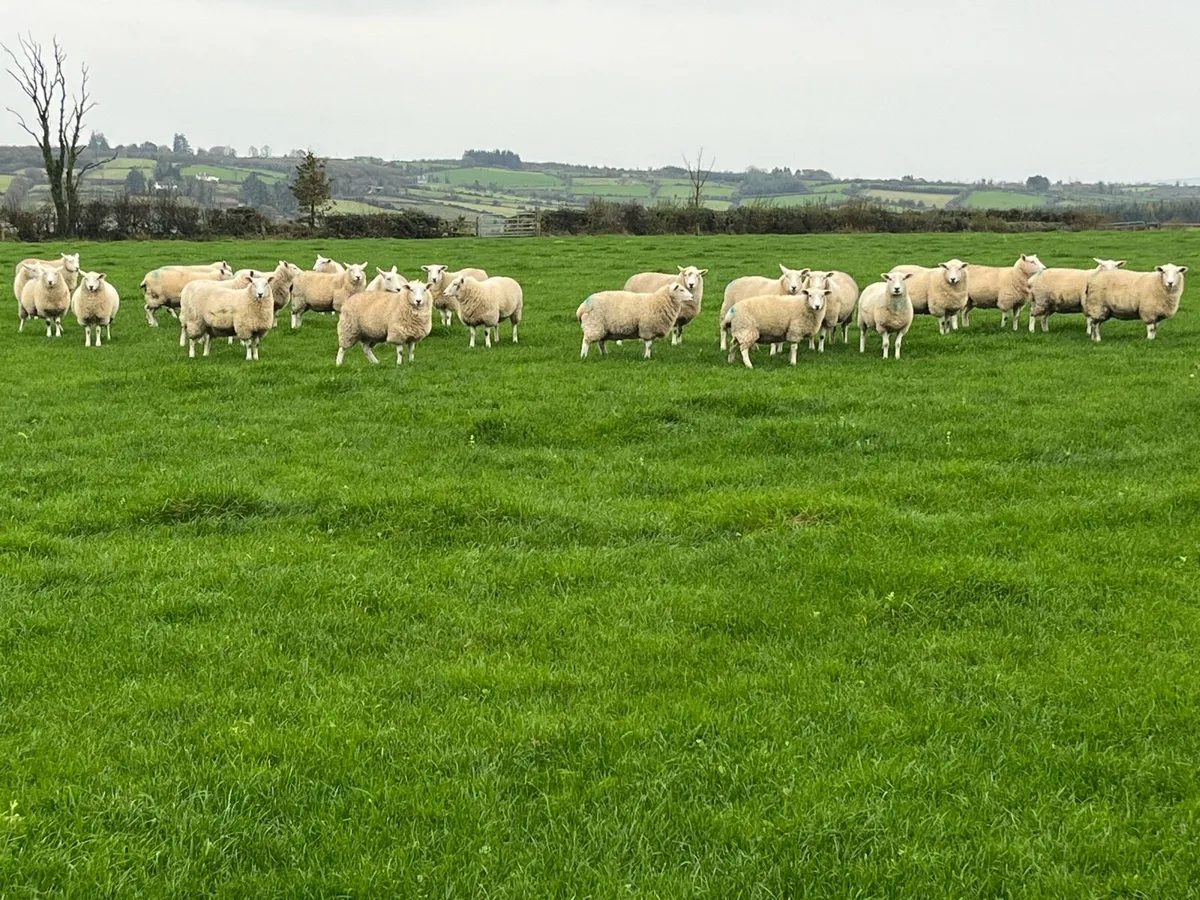 Lleyn Hogget Ewes - Image 1