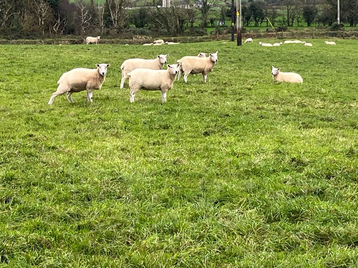 Lleyn Hogget Ewes - Image 2