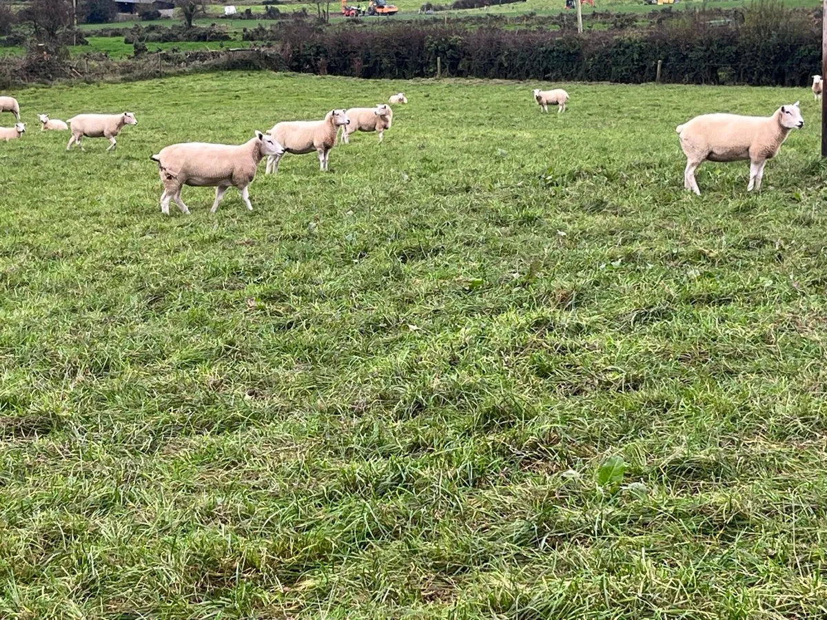 Lleyn Hogget Ewes - Image 3