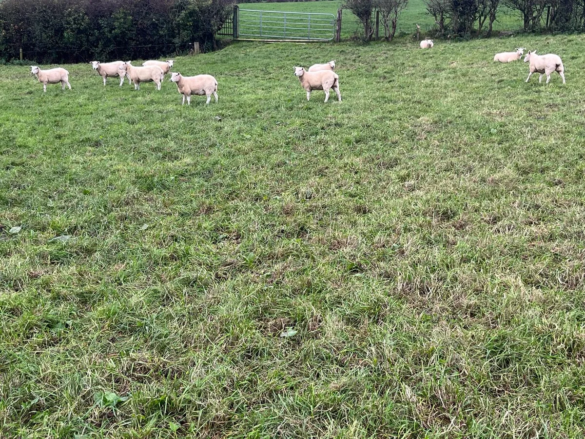 Lleyn Hogget Ewes - Image 4