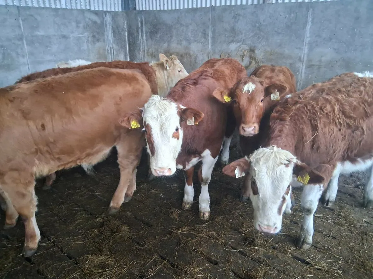 Organic weanlings - Image 1