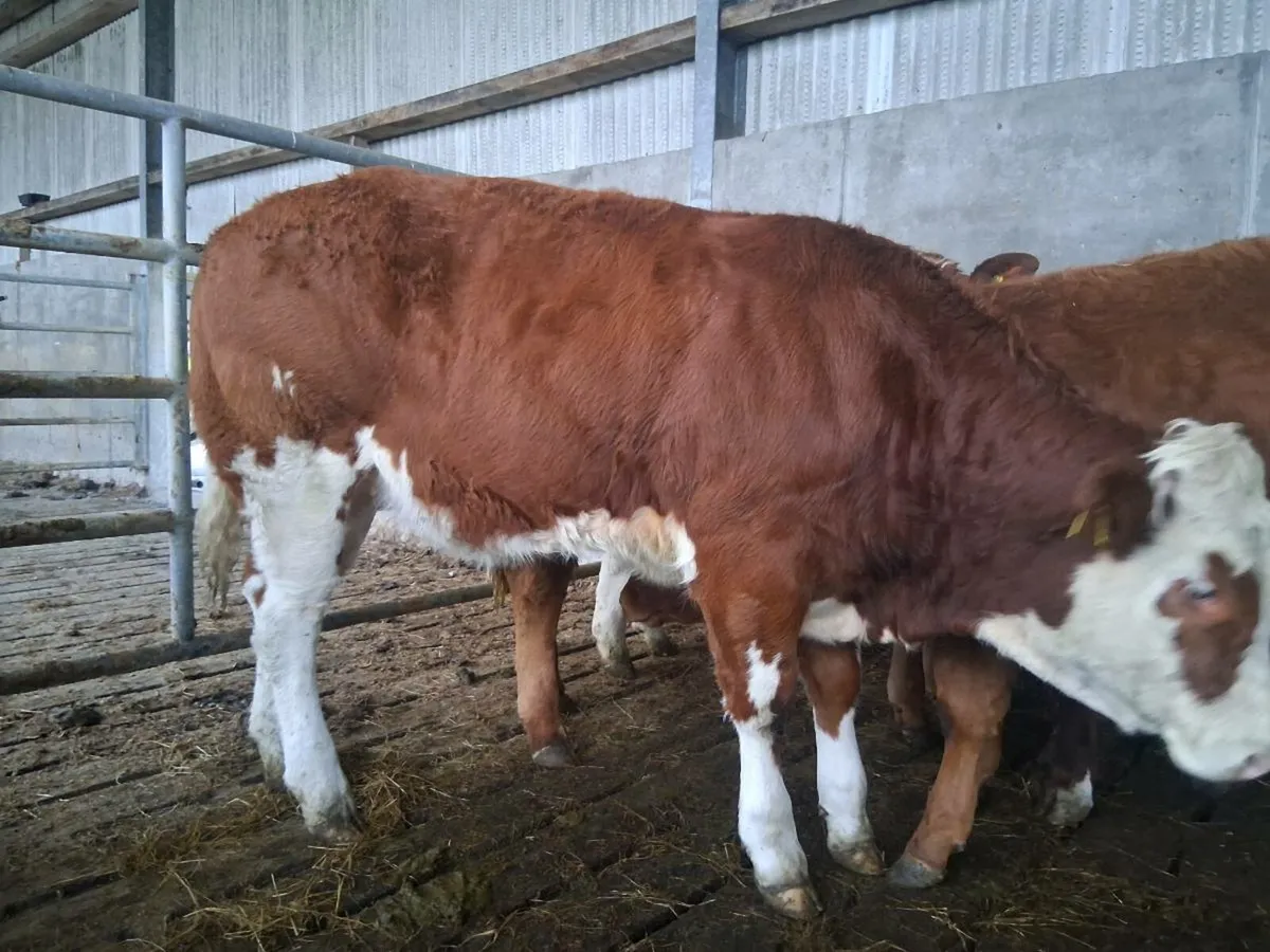 Organic weanlings - Image 2