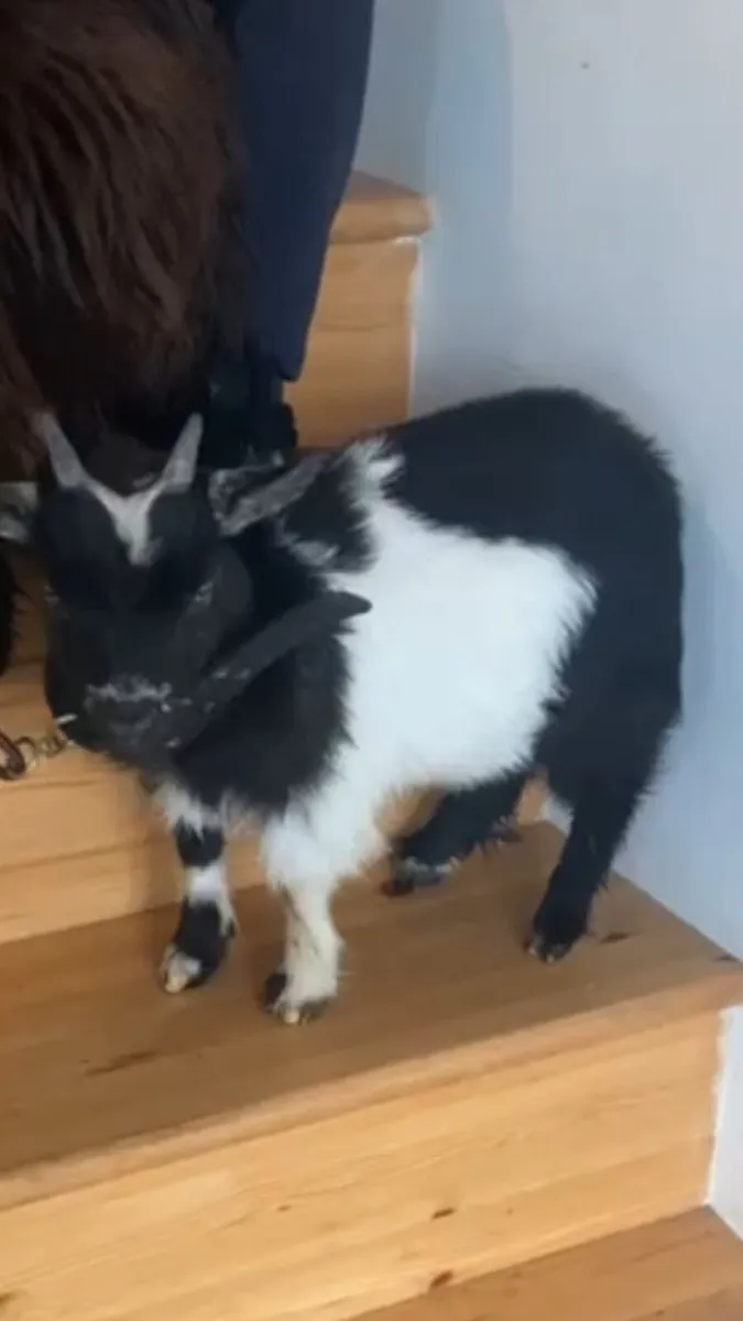 ROLO Tiny tiny 12” male Pygmy - Image 2