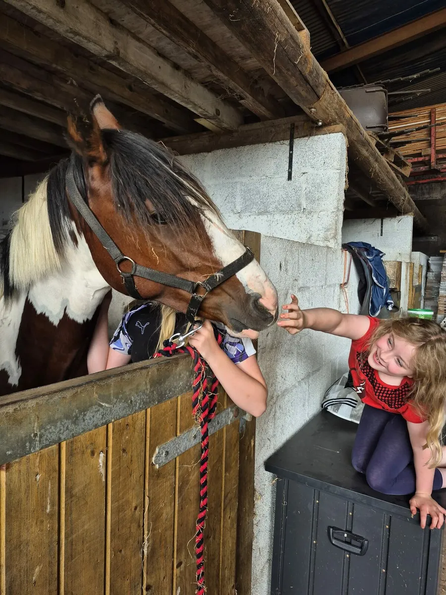Painted pony - Image 1