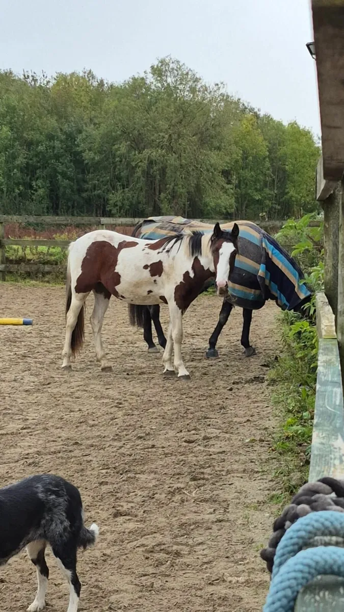 Painted pony - Image 2
