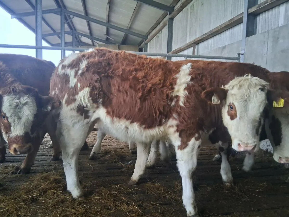 Organic weanlings - Image 3