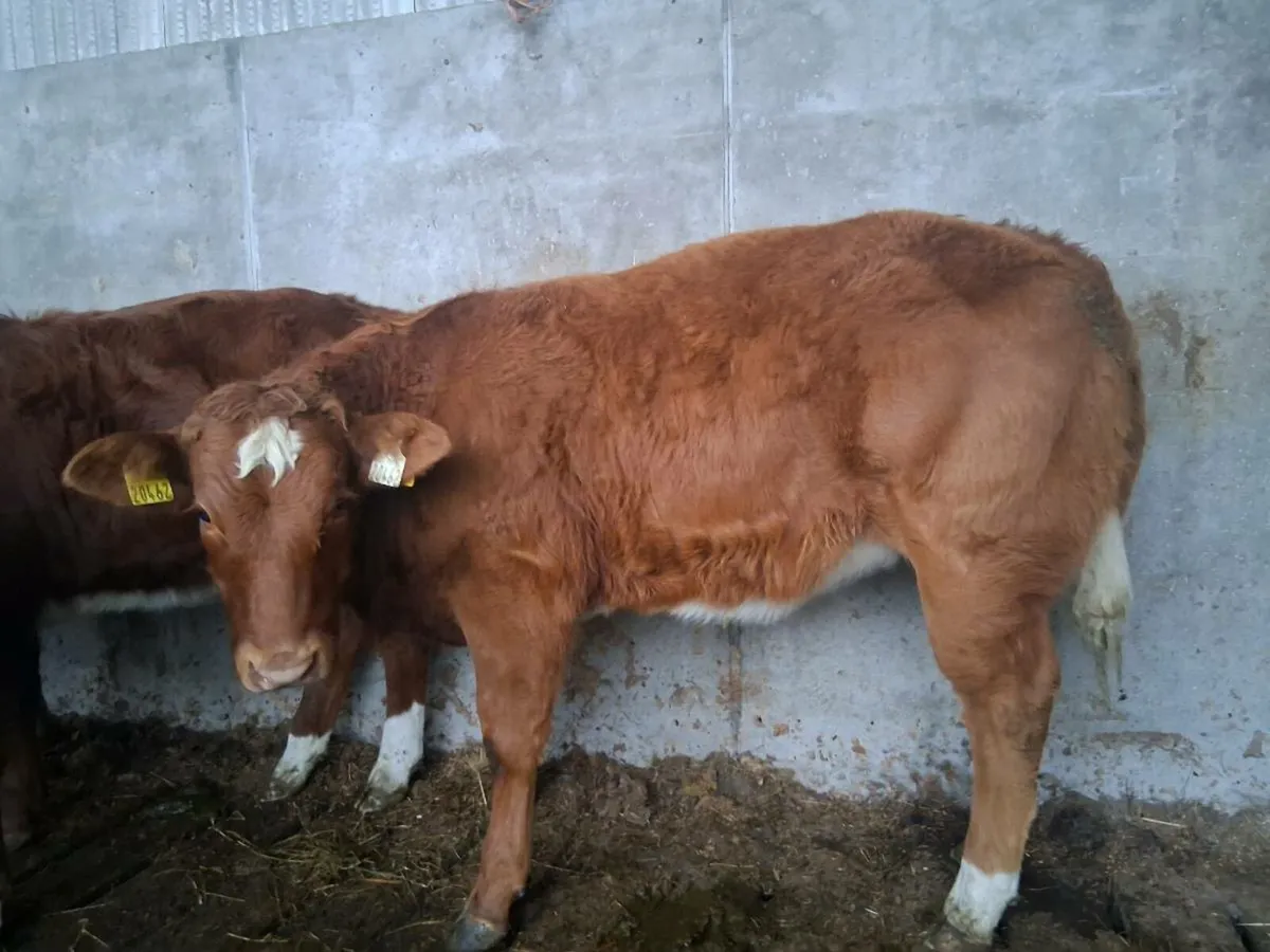 Organic weanlings - Image 4