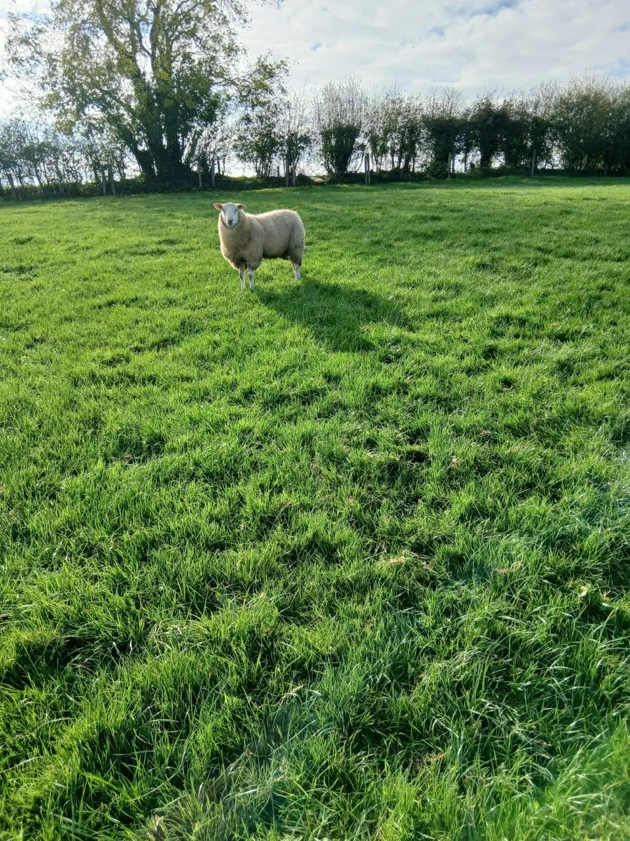 Pedigree Belclare Ram Lamb - Image 1