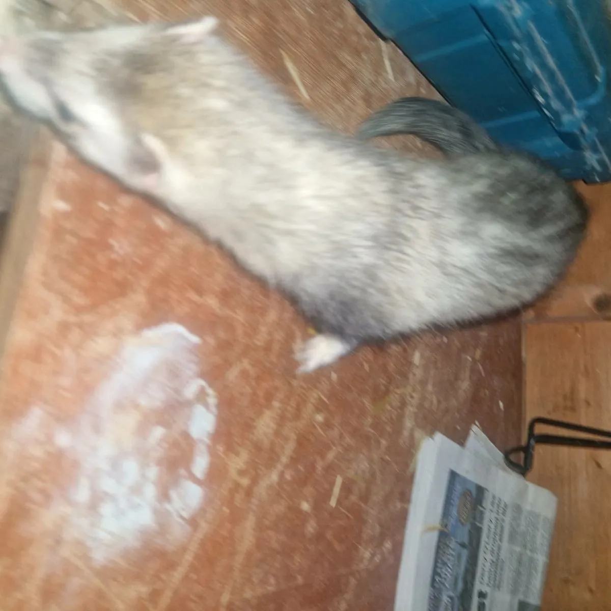Ferrets - Image 1