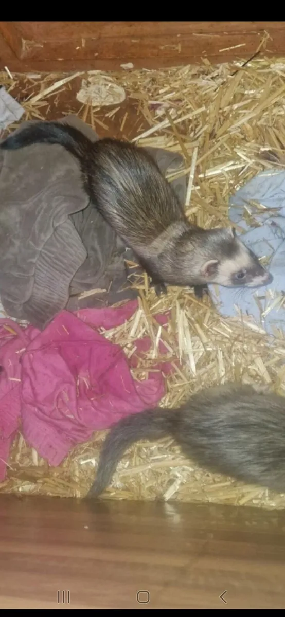 Ferrets - Image 3