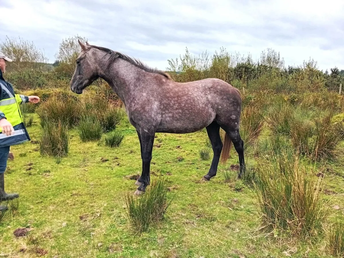 TIH gelding - Image 1