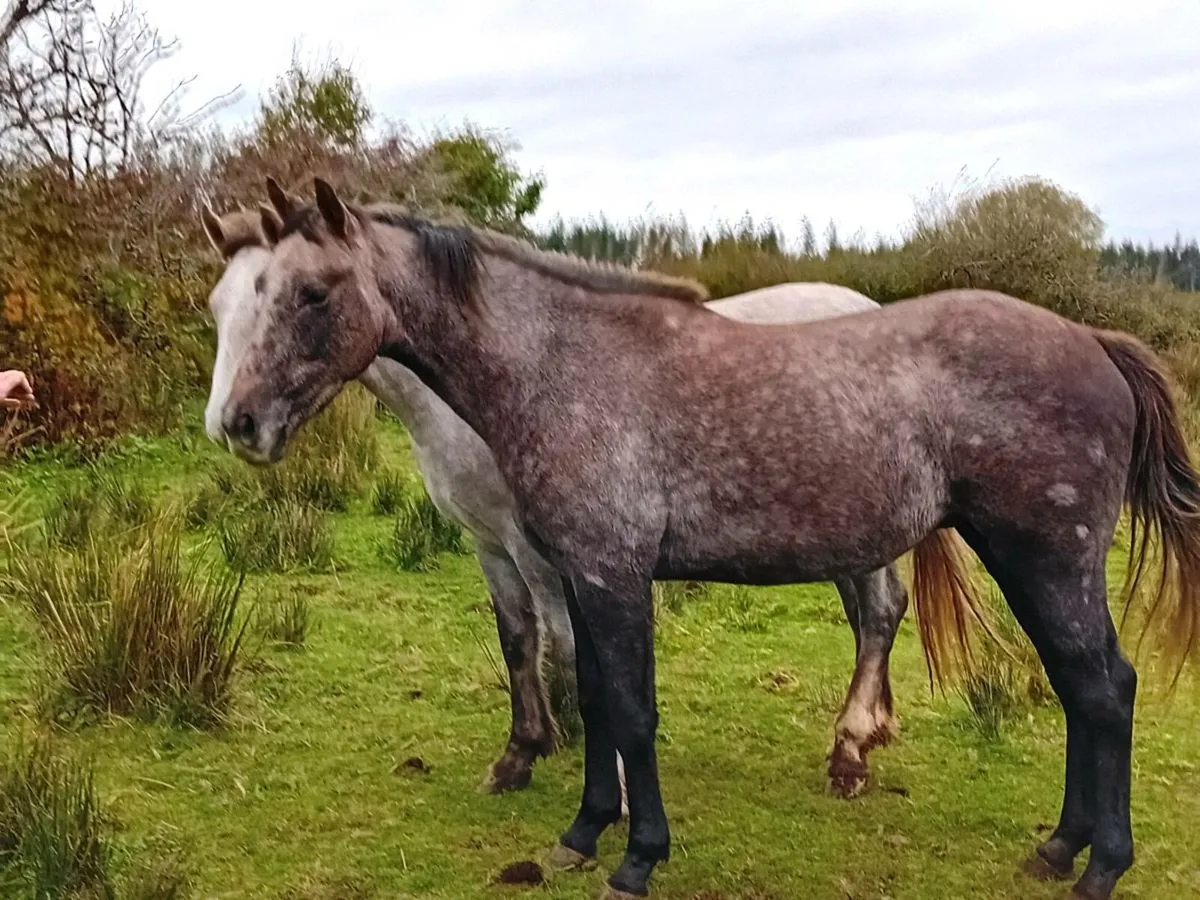 TIH gelding - Image 2