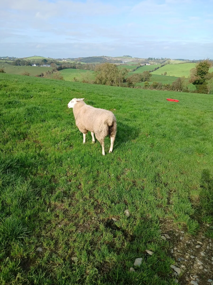 Pedigree Belclare Ram Lamb - Image 2