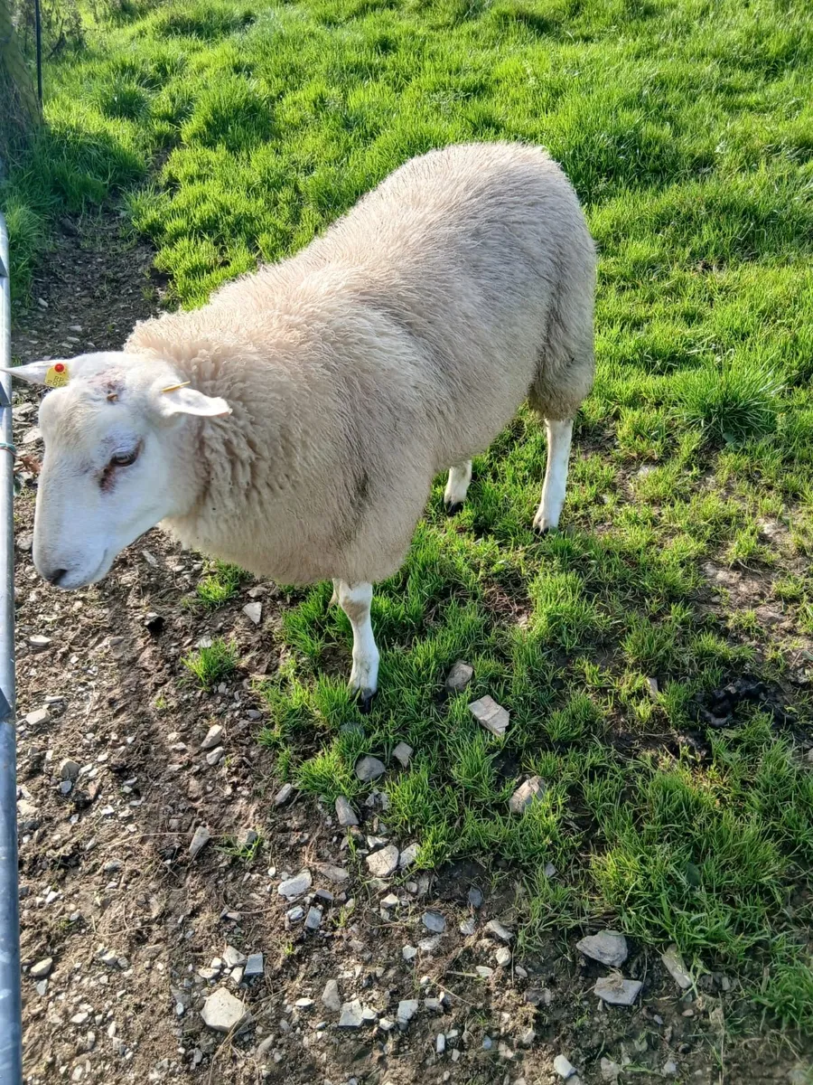 Pedigree Belclare Ram Lamb - Image 3