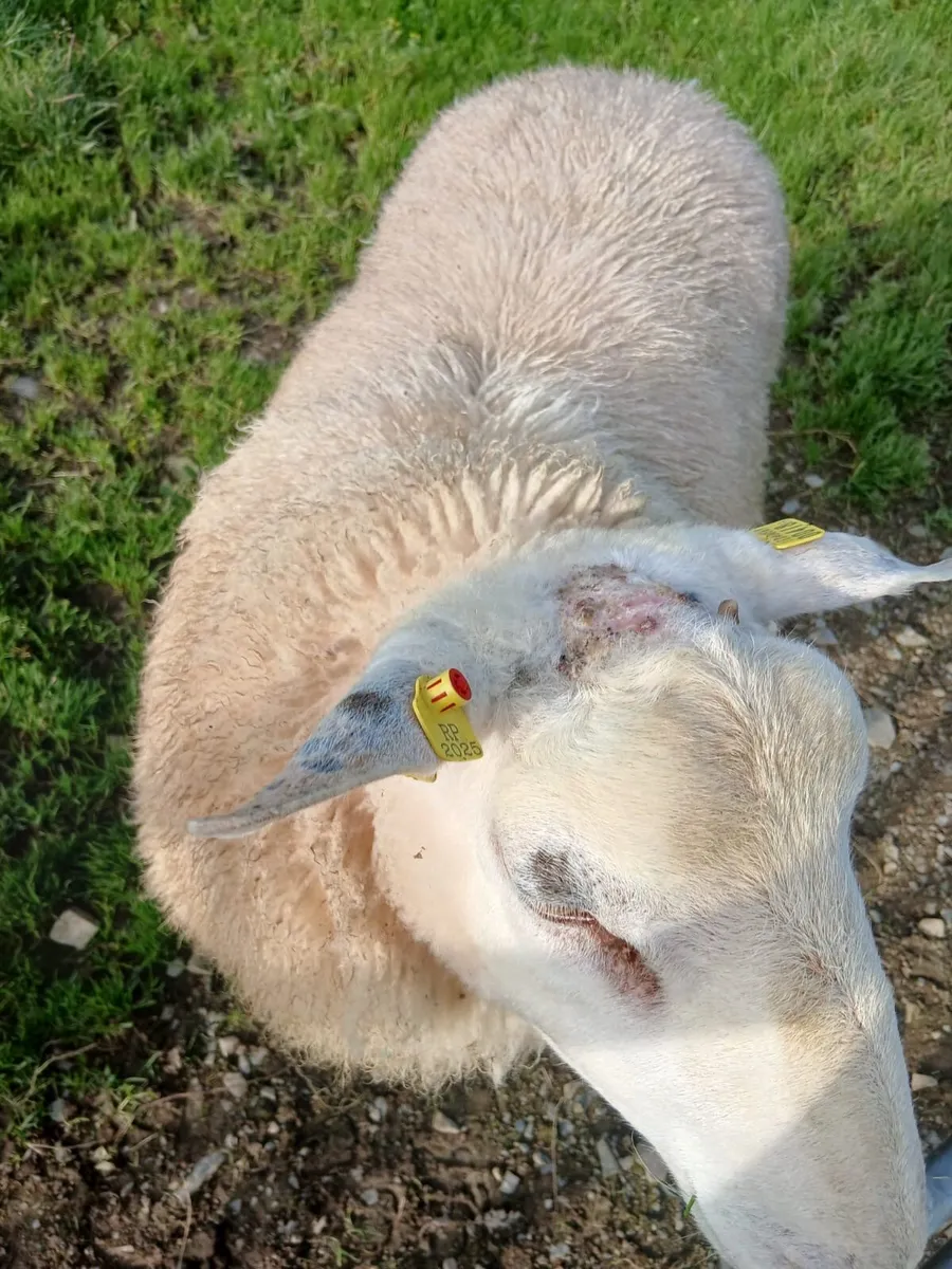 Pedigree Belclare Ram Lamb - Image 4