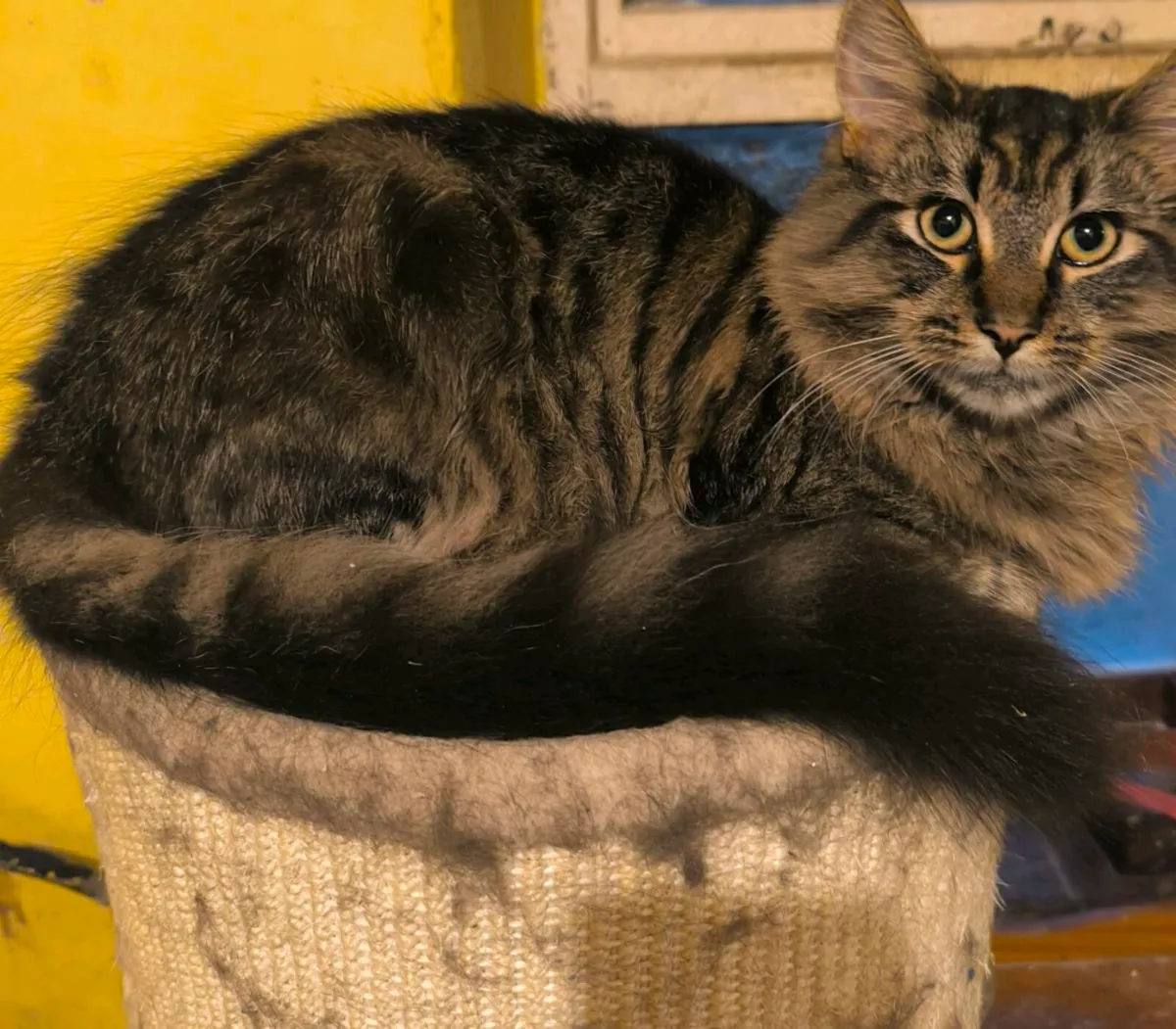 Maine coon - Image 1