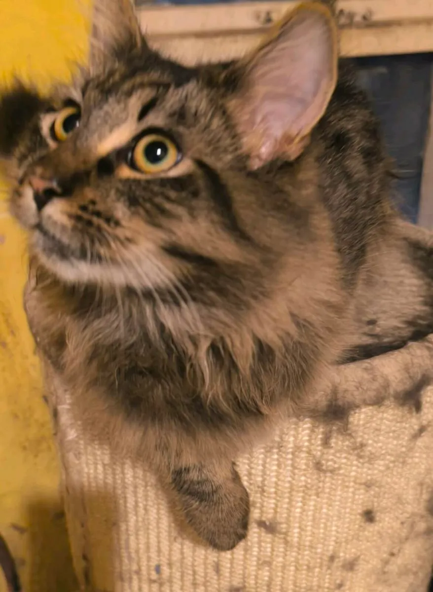 Maine coon - Image 4