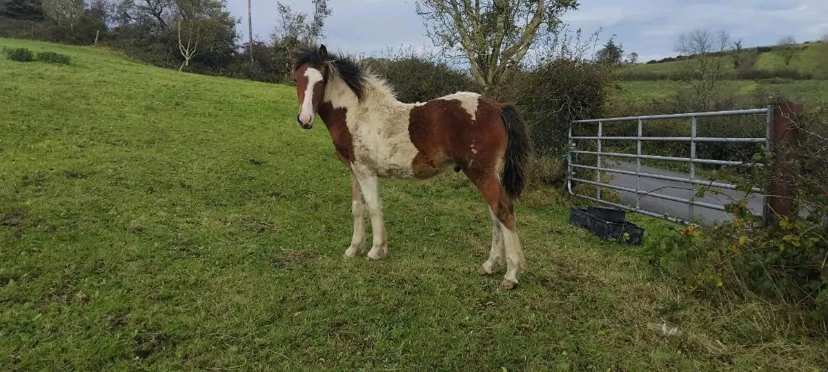 Quality colt foal - Image 1