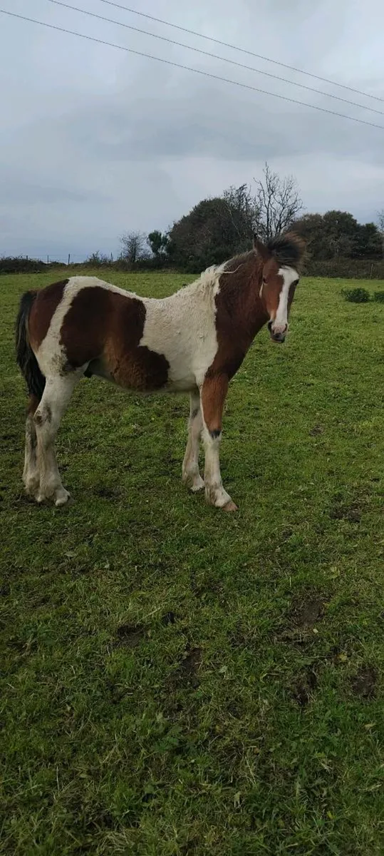 Quality colt foal - Image 2