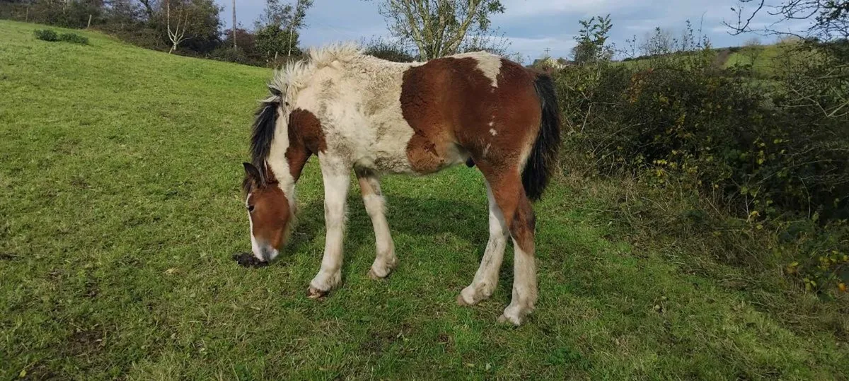 Quality colt foal - Image 3