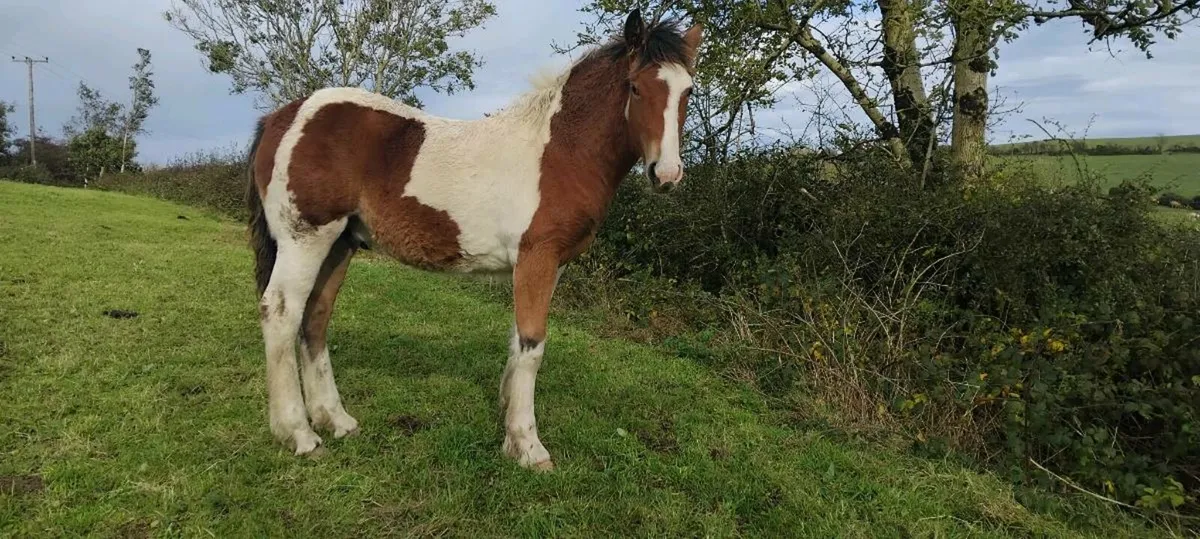 Quality colt foal - Image 4