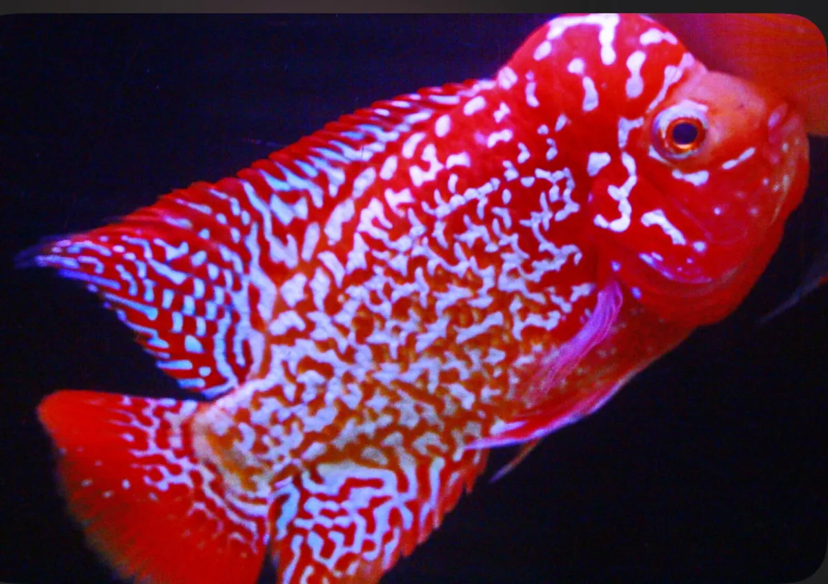 AAA King Kamfa Flowerhorn - Image 1