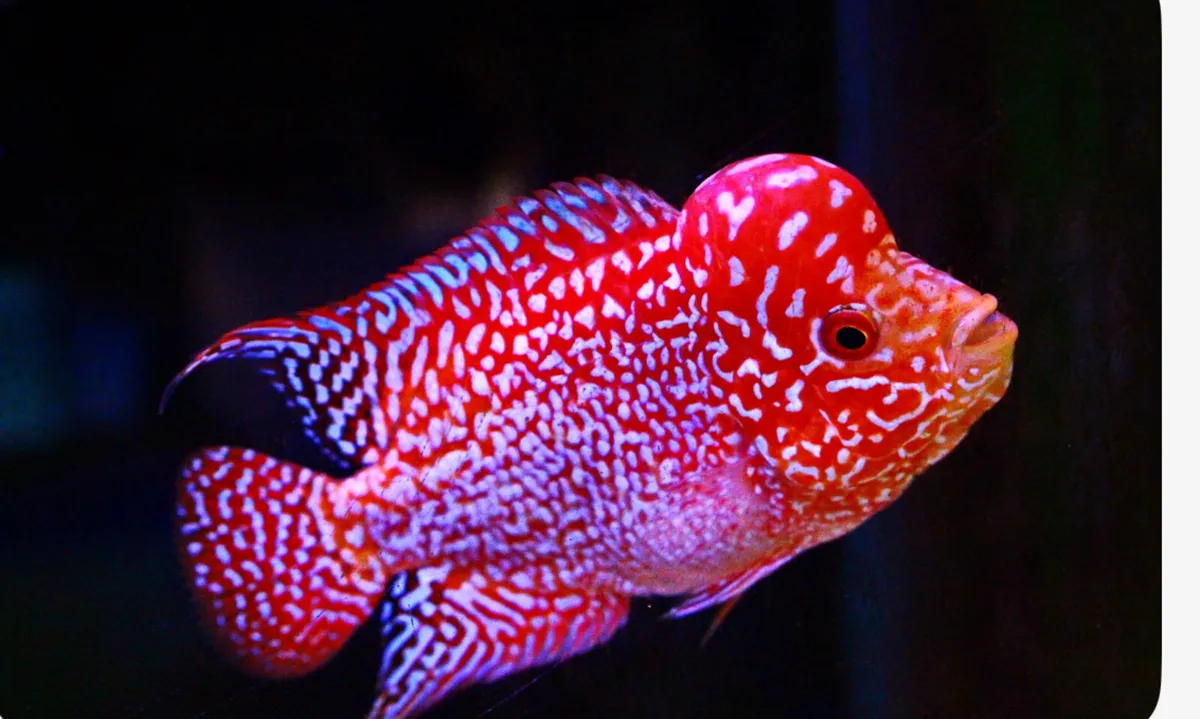 AAA King Kamfa Flowerhorn - Image 2