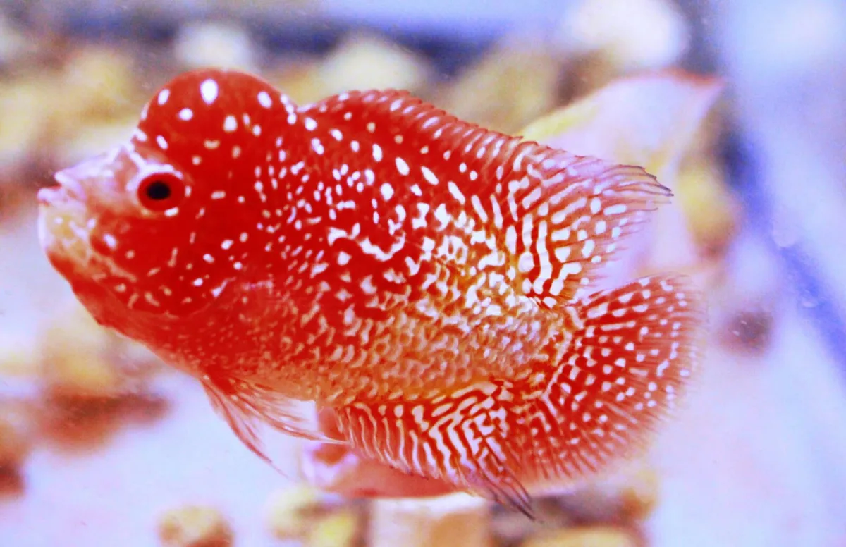 AAA King Kamfa Flowerhorn - Image 3