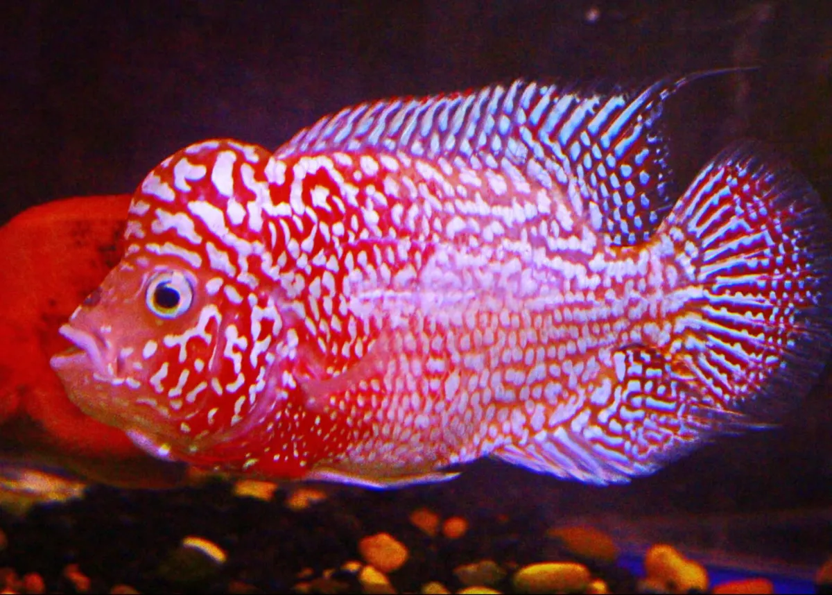 AAA King Kamfa Flowerhorn - Image 4