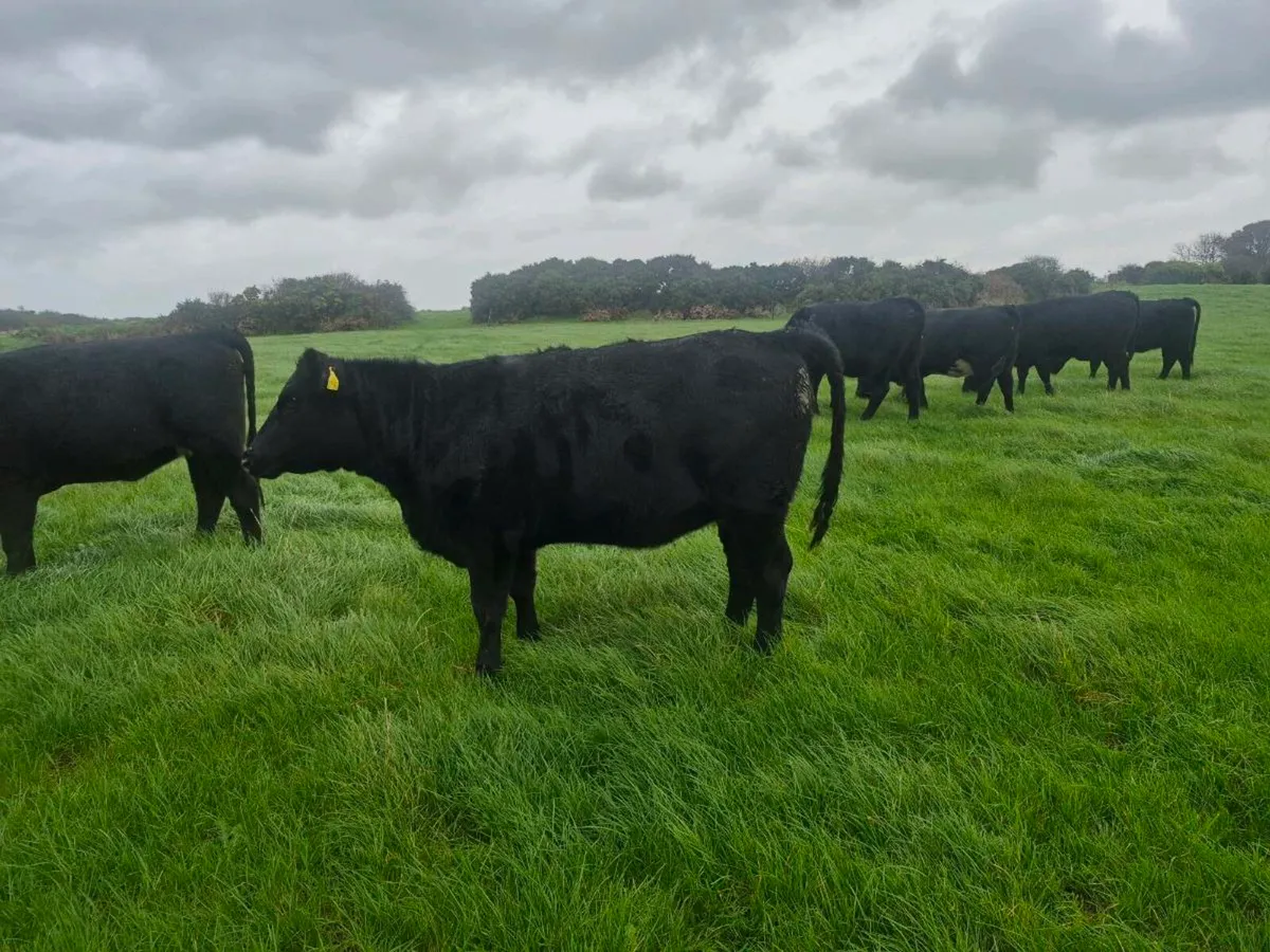 Angus heifers for sale - Image 2