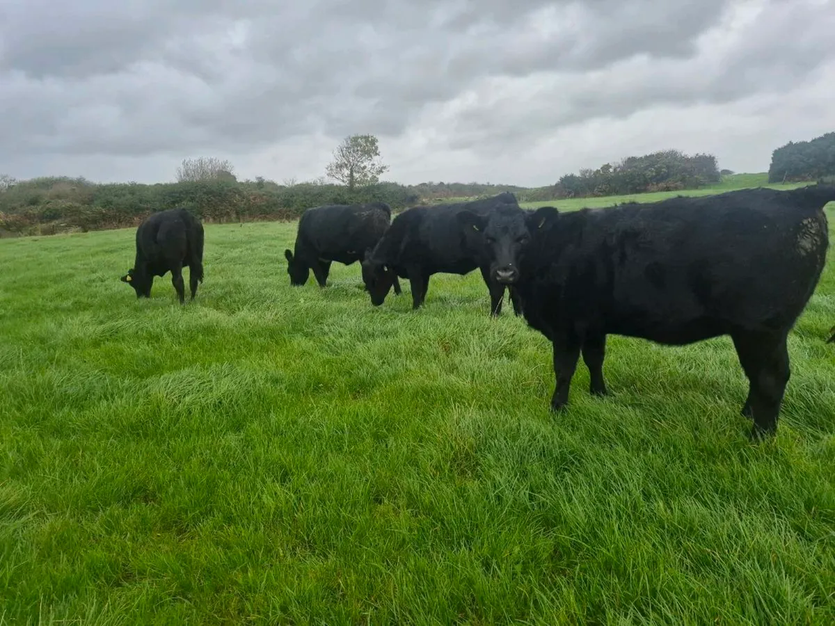 Angus heifers for sale - Image 3