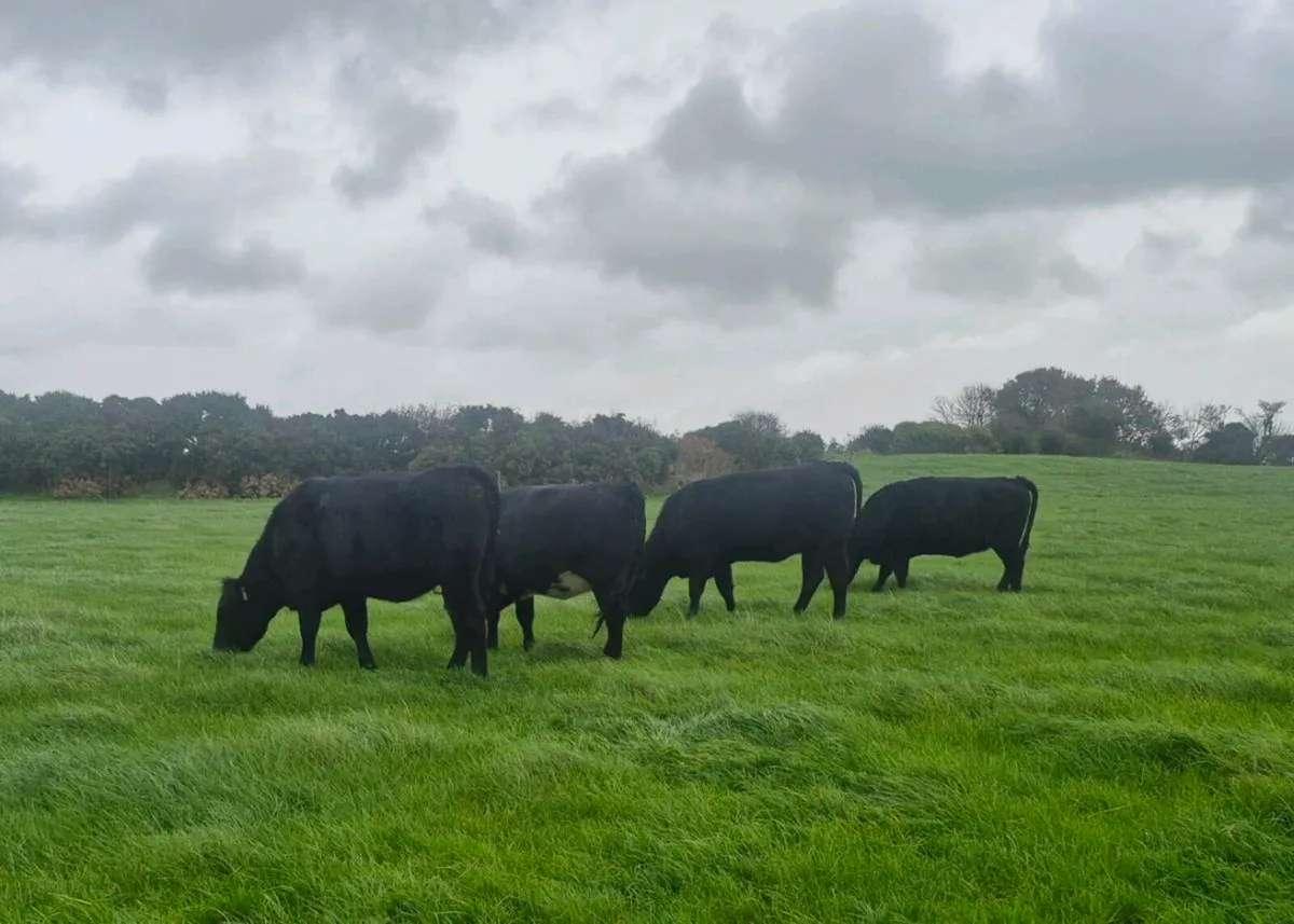 Angus heifers for sale - Image 4