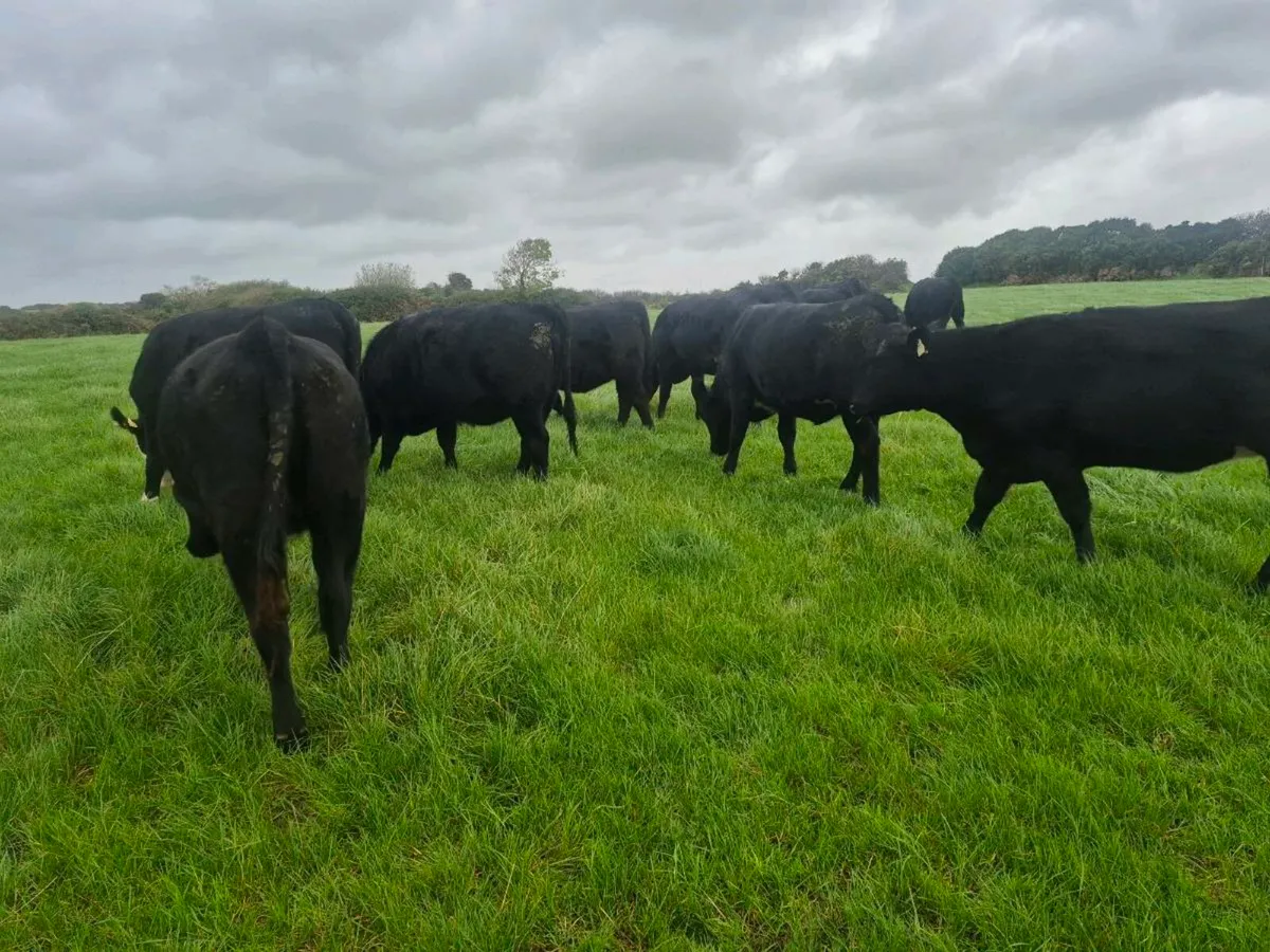 Angus heifers for sale - Image 1