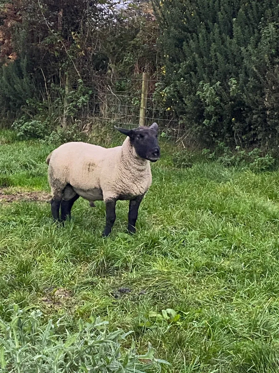 Suffolk ram - Image 1