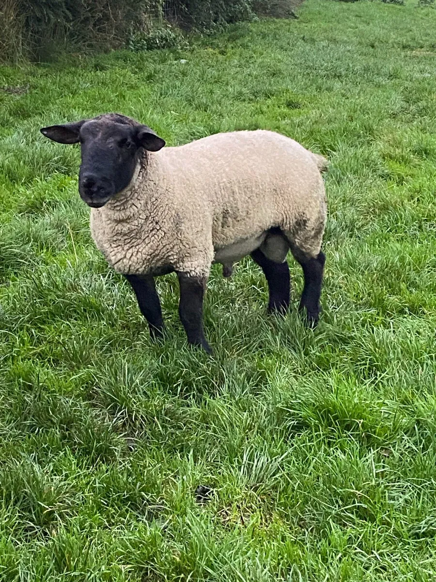 Suffolk ram - Image 2