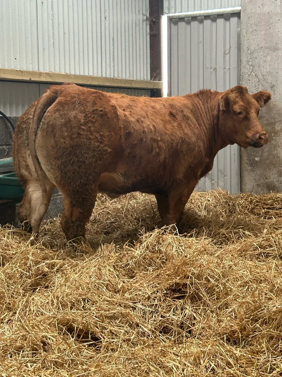 Serious TVR Bred Breeding Heifer - Image 1